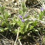 Verbena canescens Elinympäristö