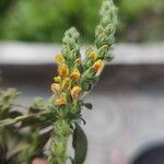 Lindenbergia philippensis Flower