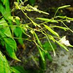 Impatiens parviflora Fruit