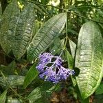 Faramea suerrensis Flower