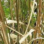 Calamagrostis epigejos Bark