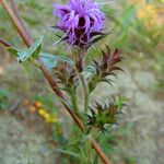 Liatris squarrosa Kukka