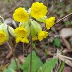 Primula verisFlor