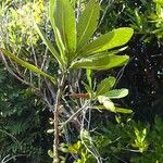 Pycnandra neocaledonica Hábito