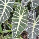 Alocasia sanderiana Folha