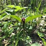 Trillium recurvatum عادت