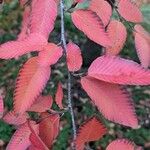 Nothofagus alpina ഇല