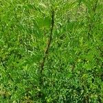 Indigofera arrecta Leaf