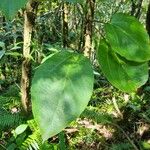 Ficus mauritianaFolha