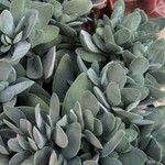 Crassula cotyledonis Leaf