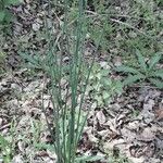 Allium vineale Blatt