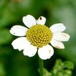 Tanacetum parthenium Květ