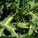 Eryngium campestre Feuille