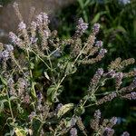 Mentha longifolia Flower