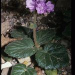 Phacelia calthifolia Habitatea