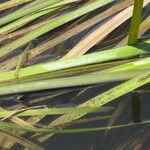 Vallisneria spiralis Folio