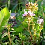 Thymus serpyllum 形態
