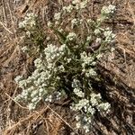 Pseudognaphalium californicum Blomst