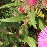 Symphyotrichum novae-angliae Blad