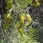 Senna artemisioides Frucht