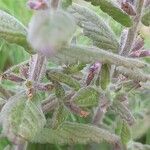 Teucrium scordium Blad