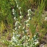 Verbascum undulatum Leaf