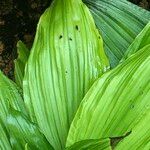 Calanthe triplicata Плід