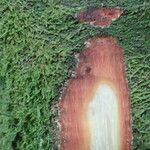 Julbernardia pellegriniana Corteza
