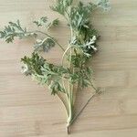 Artemisia absinthiumLeaf