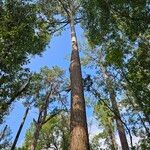 Pinus taeda Habitat