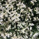 Limonium bellidifolium Blüte
