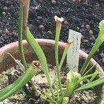 Sarracenia leucophylla Hoja