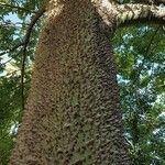 Ceiba chodatii Bark