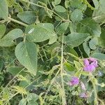 Desmodium canescens Blad