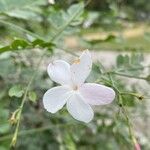 Jasminum officinale Flower