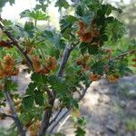 Ribes montigenum Хабит