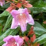 Abelia x grandiflora Blüte