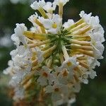 Buddleja albiflora Квітка