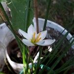 Zephyranthes candida 整株植物