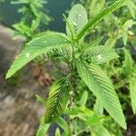 Caperonia palustris पत्ता