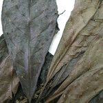Alseis longifolia अन्य
