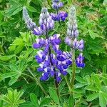 Lupinus nootkatensis പുഷ്പം