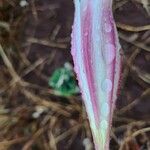 Crinum macowanii Kvet