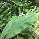 Hedychium flavescens 葉