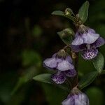 Angelonia integerrima Flower