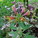 Alstroemeria psittacina 花