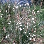 Asphodelus fistulosus 花