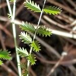 Sanguisorba verrucosa Lapas