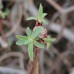 Euphorbia balsamifera 葉