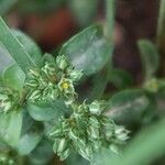 Polycarpon tetraphyllum 花